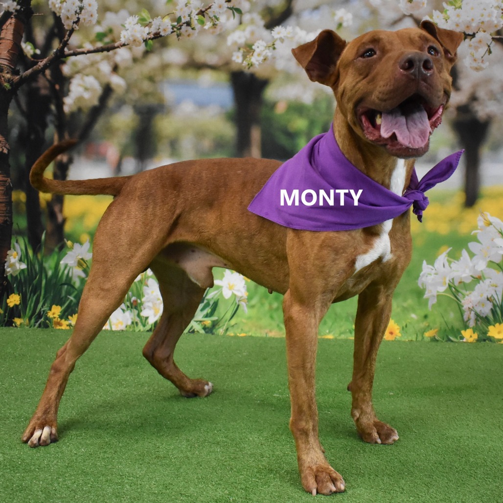 Monty