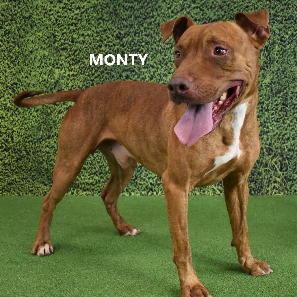 Monty