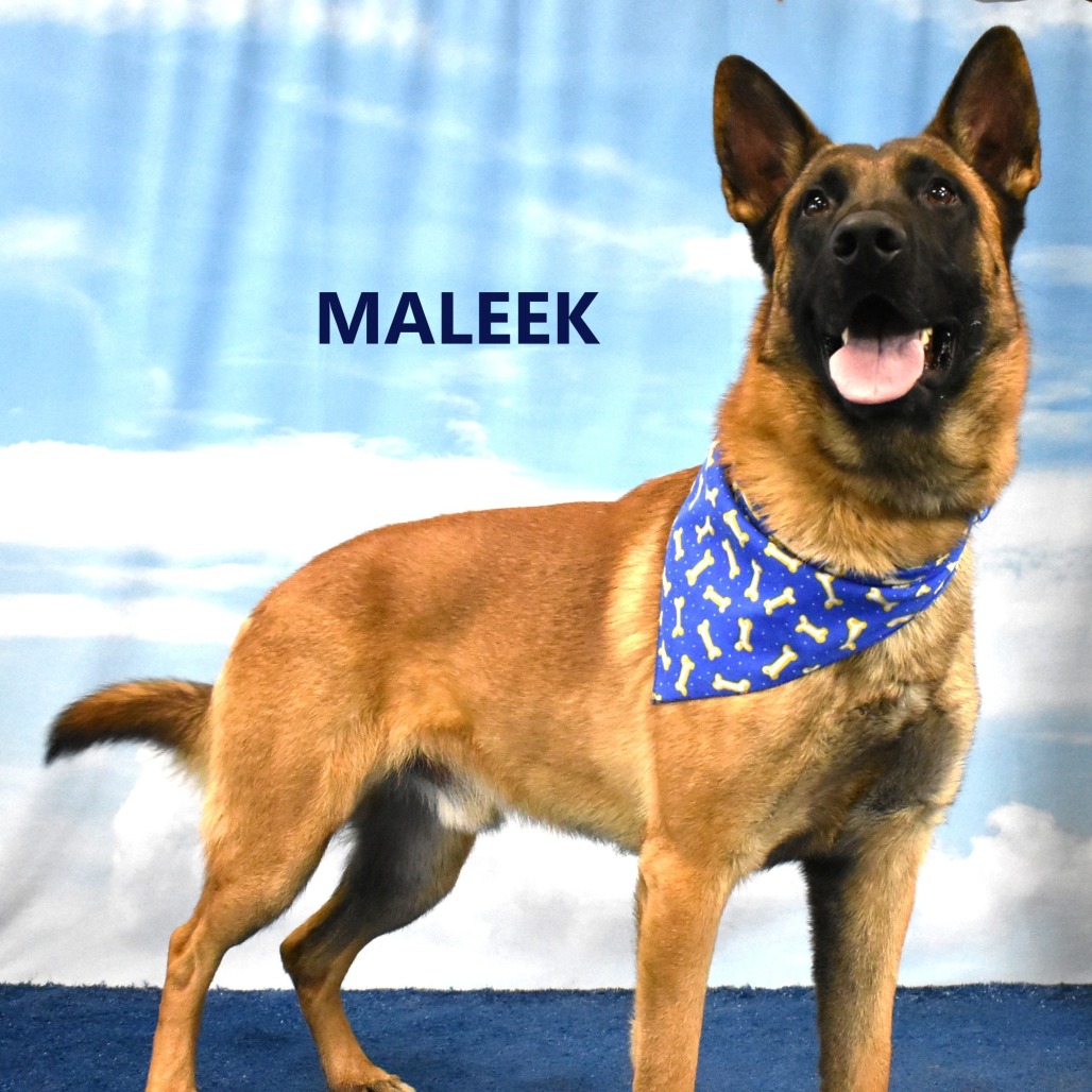 Maleek
