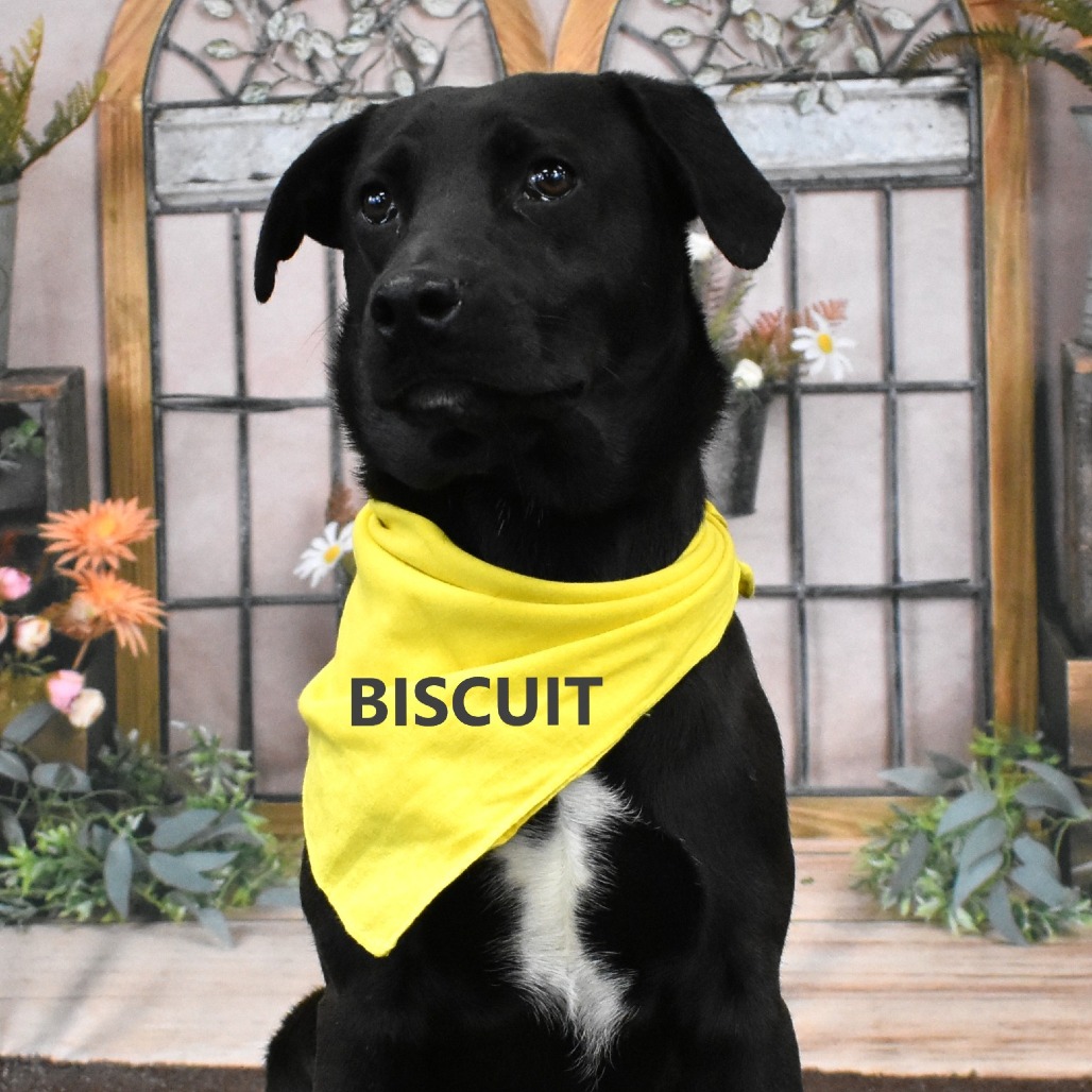 Biscuit 
