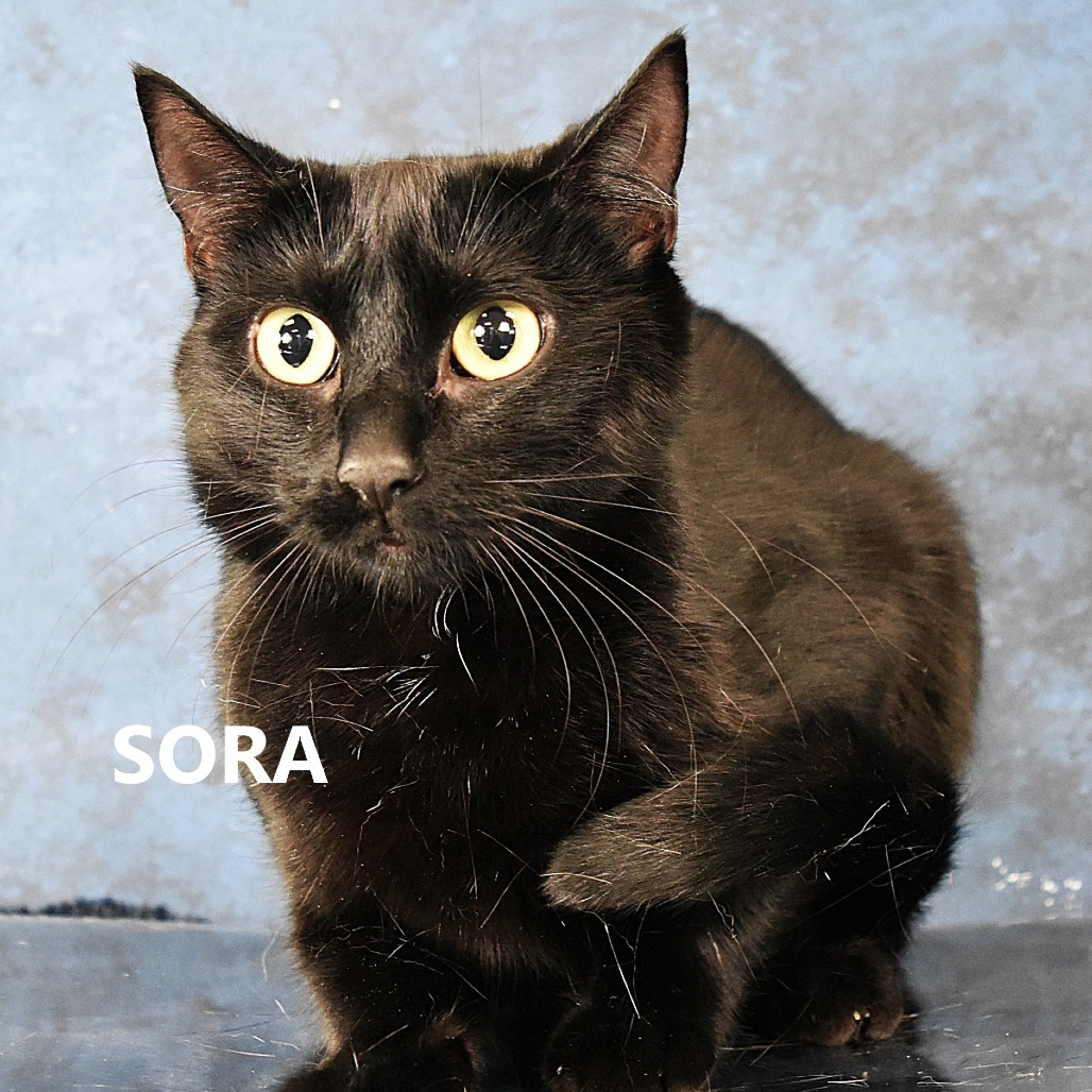Sora