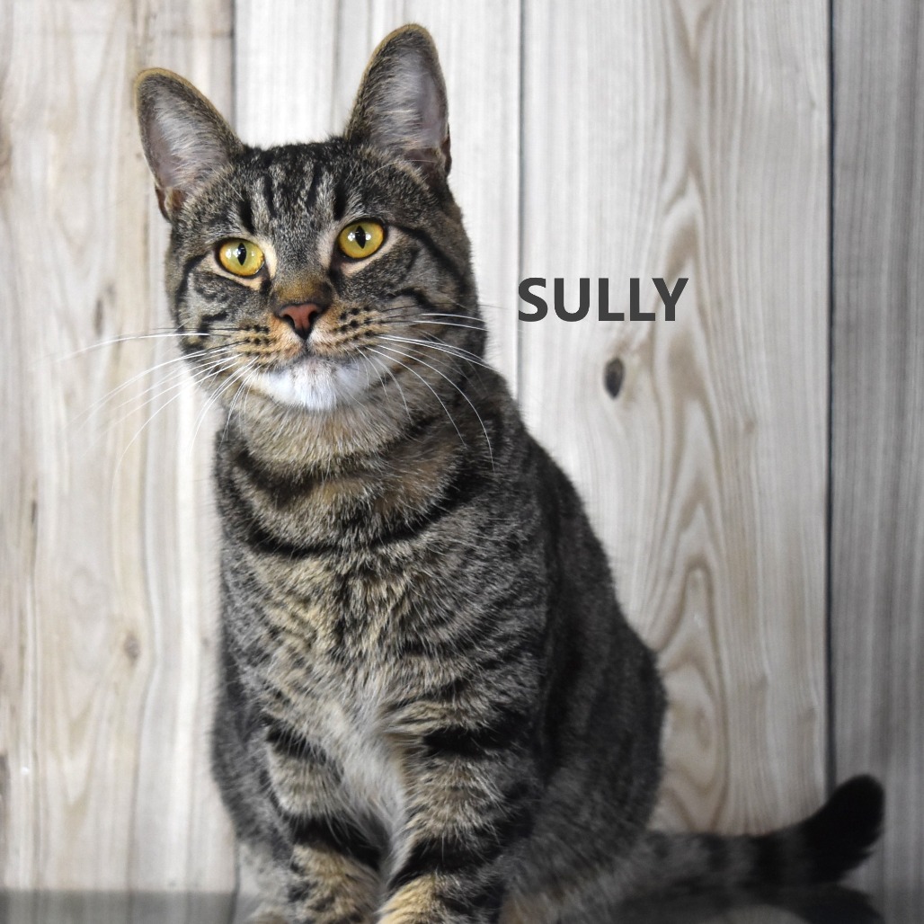 Sully 