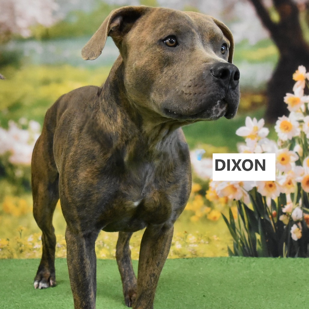 Dixon