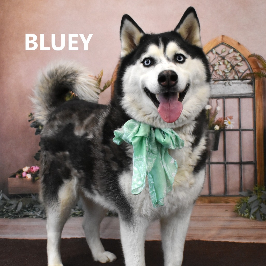 Bluey