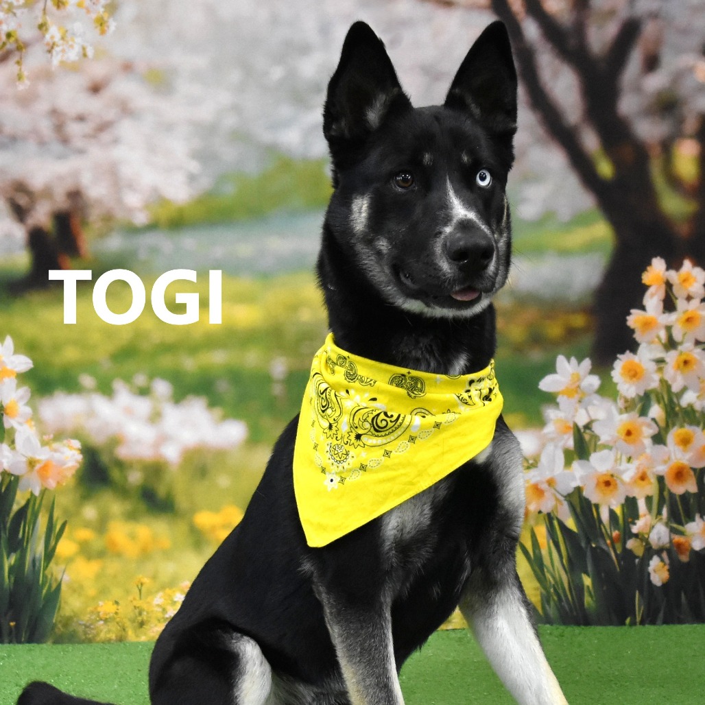 Togi