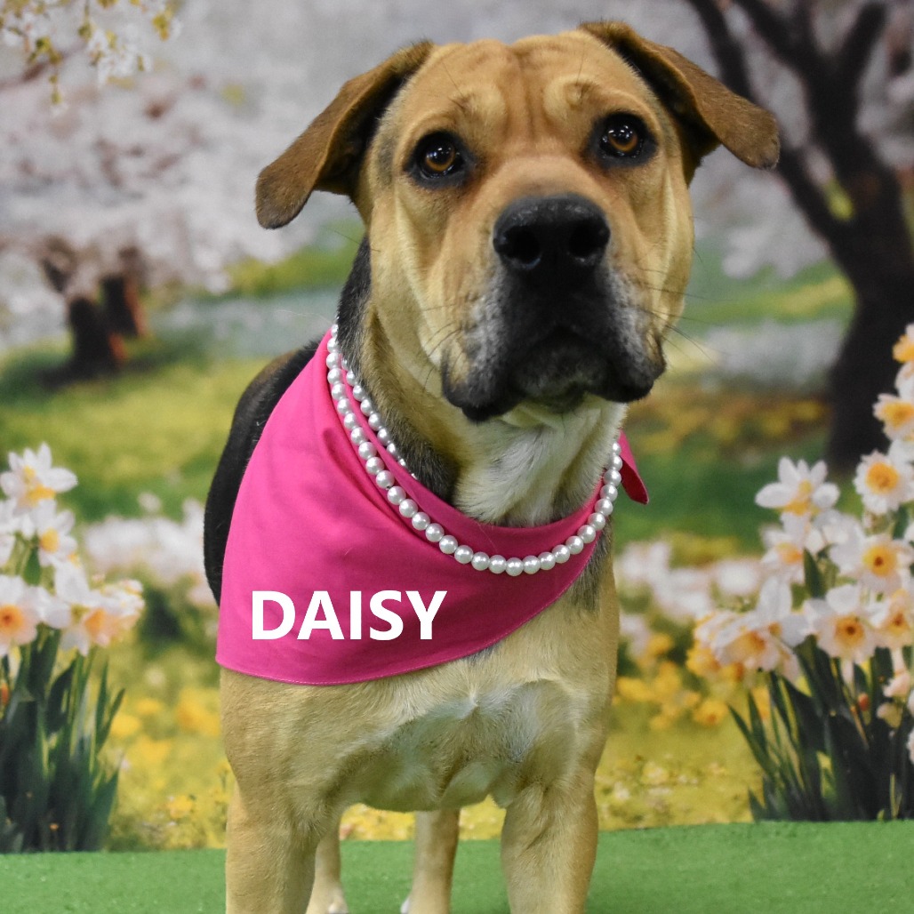 Daisy