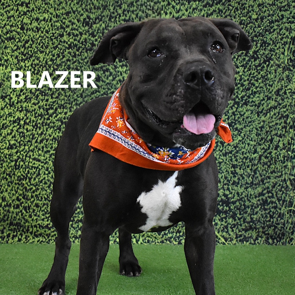 Blazer