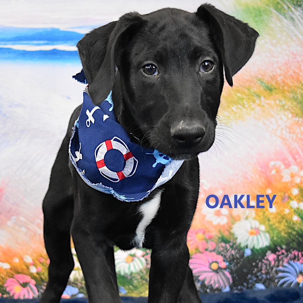 Oakley