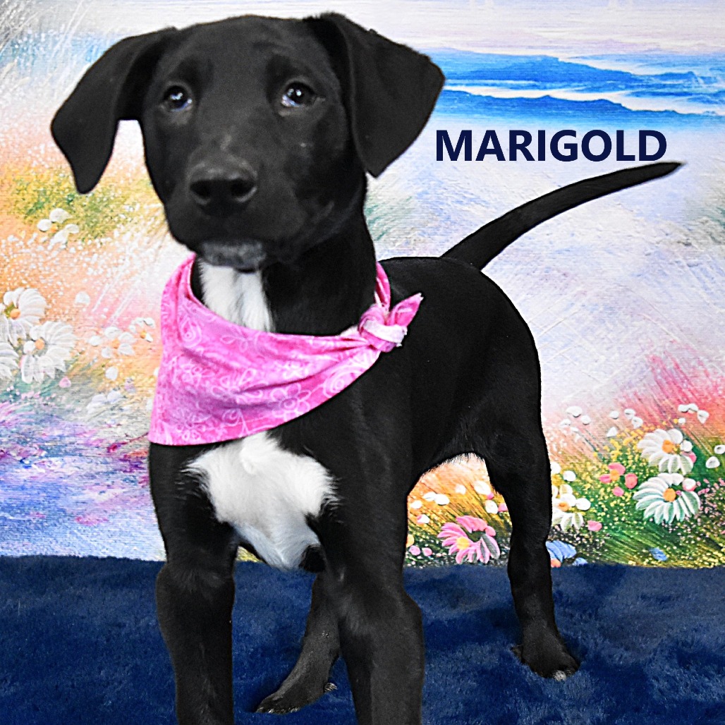 Marigold