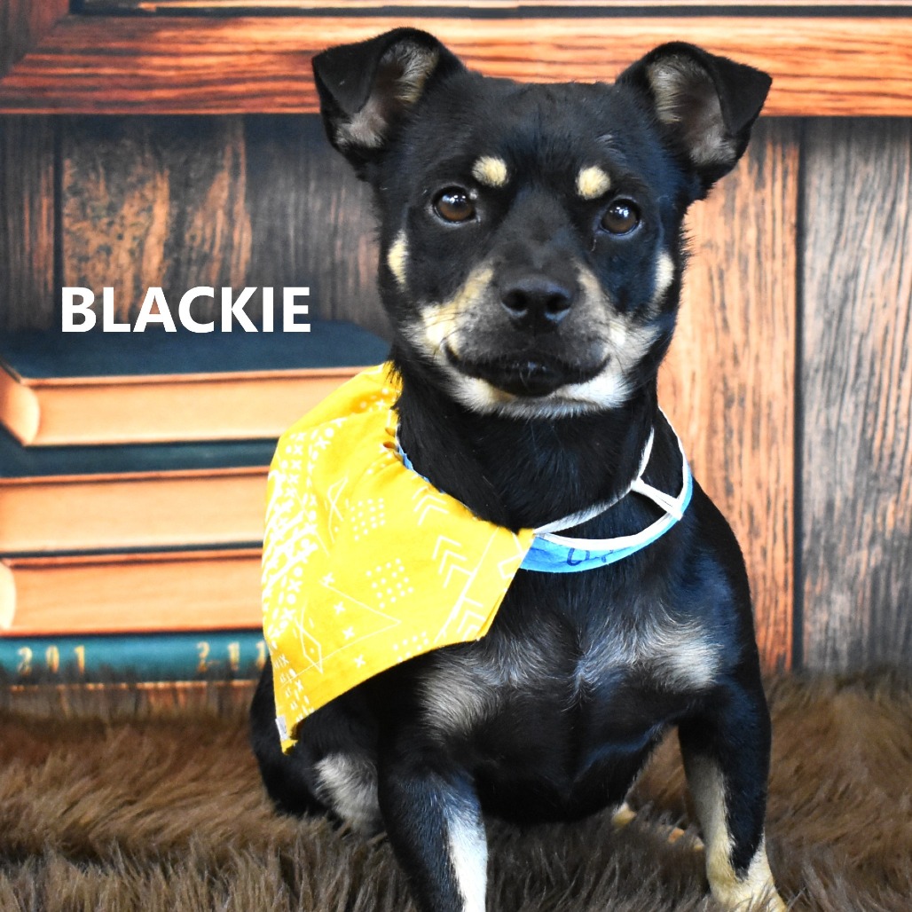 Blackie