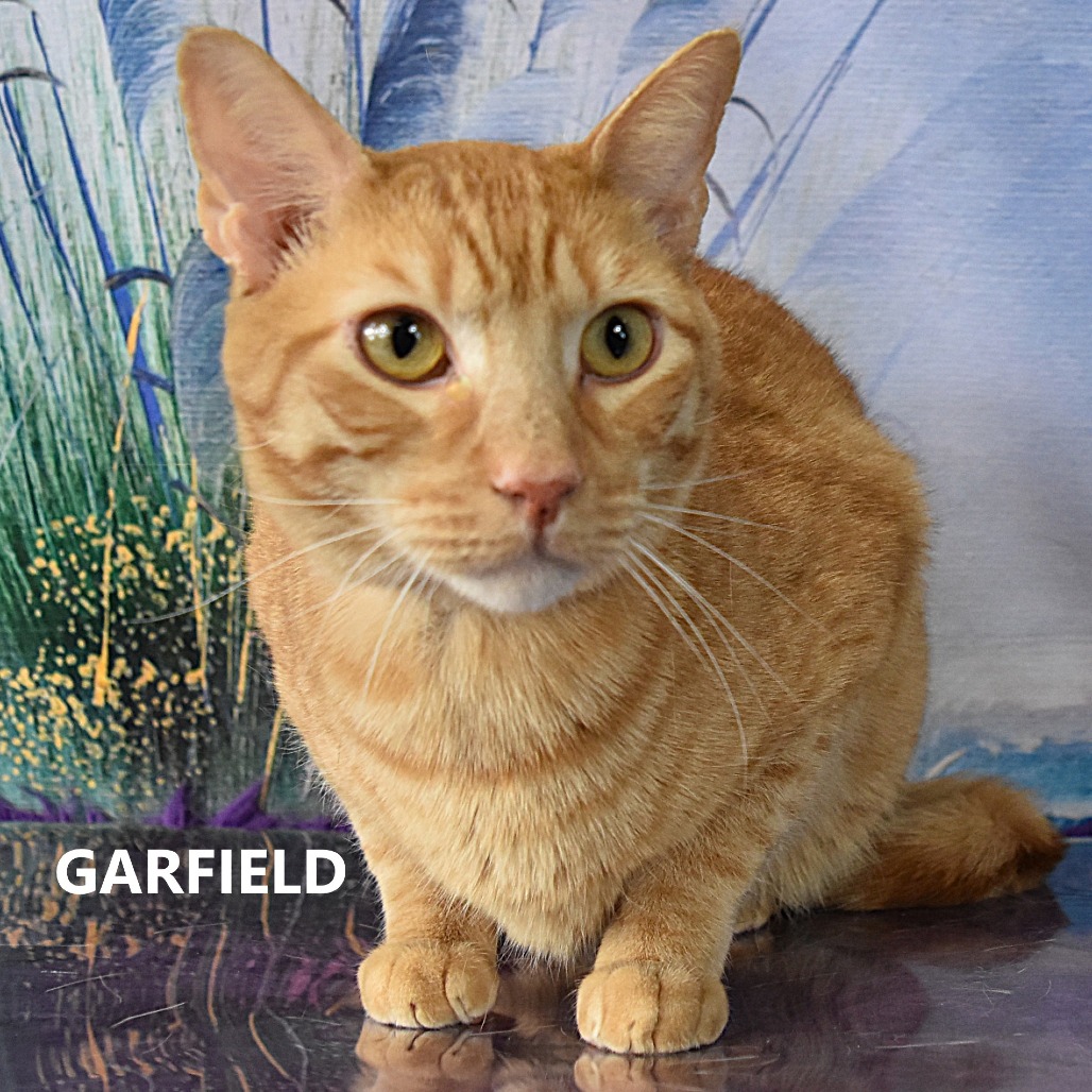 Garfield