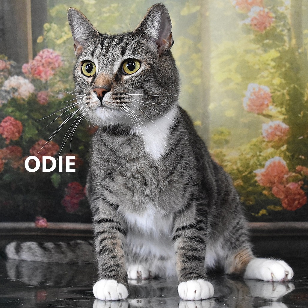 Odie