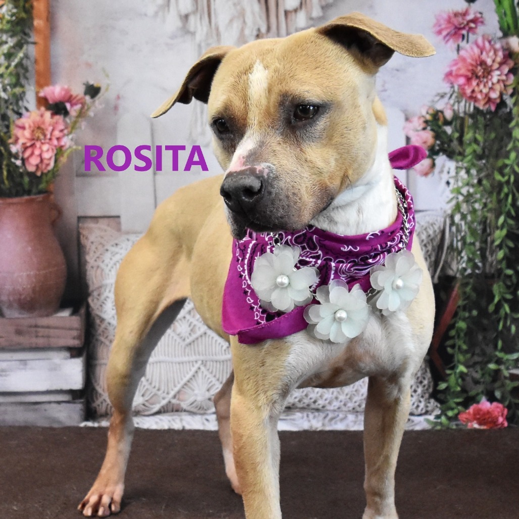 Rosita 