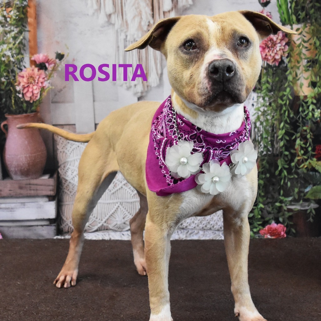 Rosita 