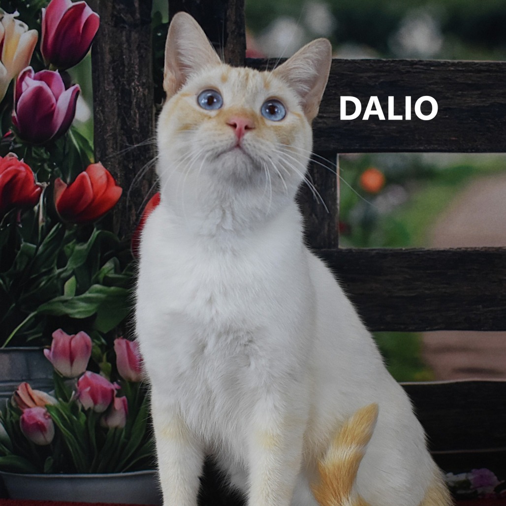 Dalio