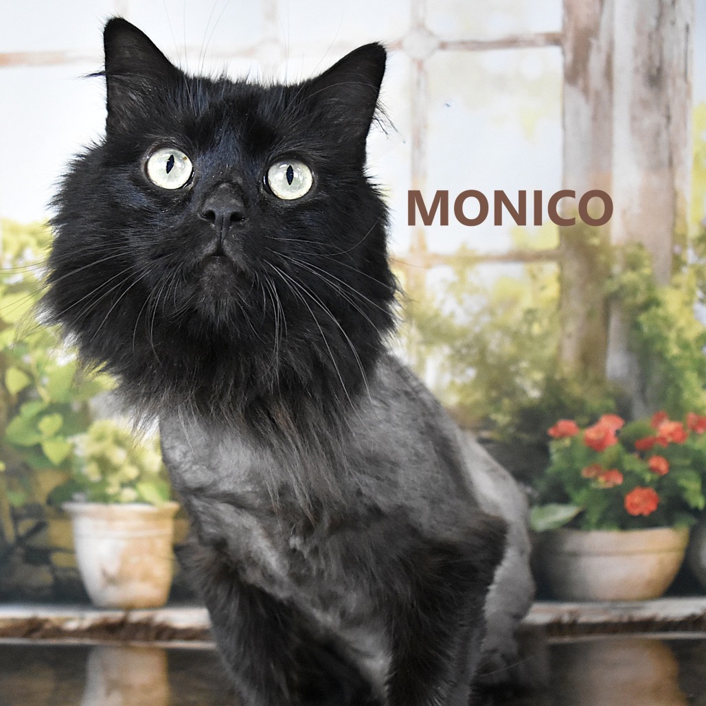 Monico 