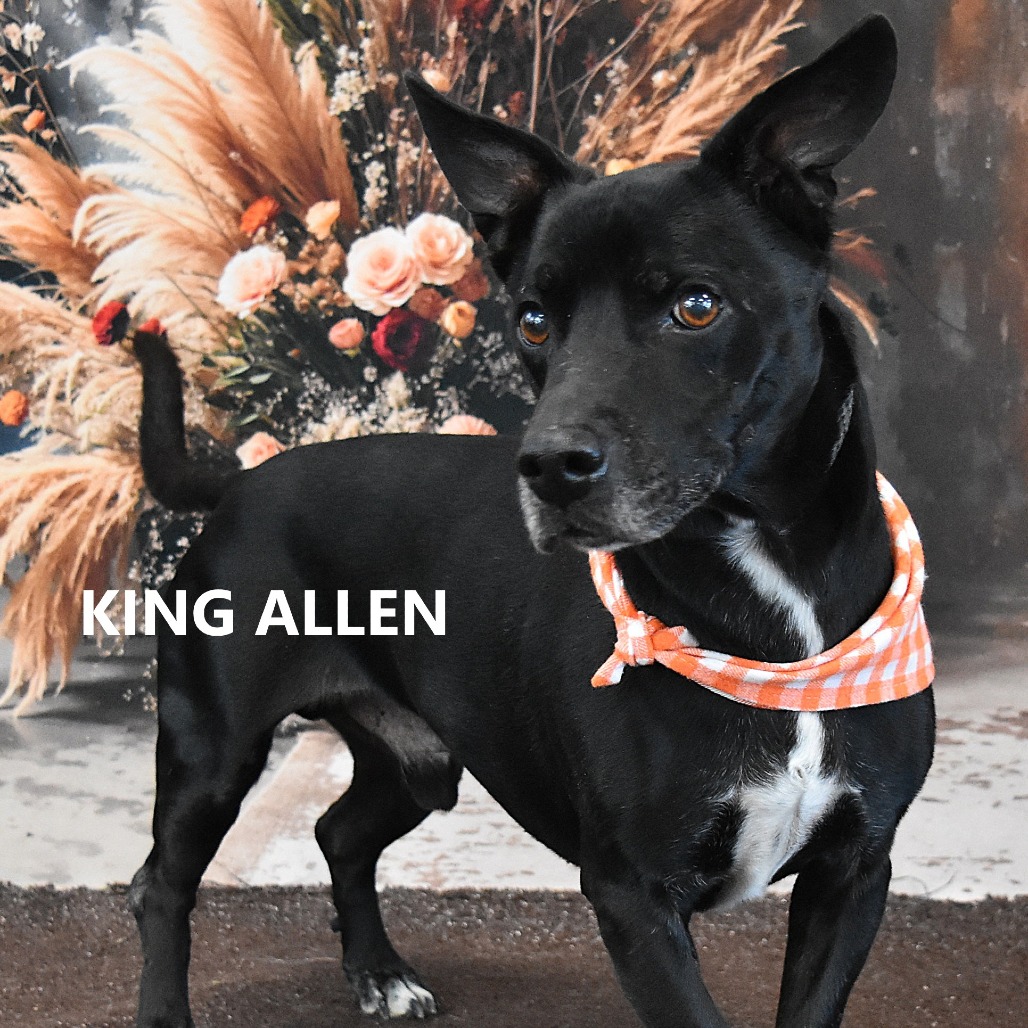 King Allen