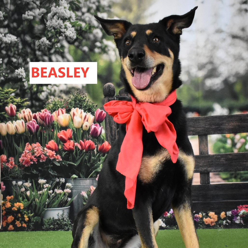 Beasley