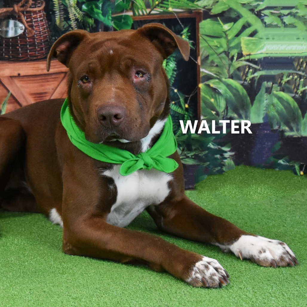 Walter