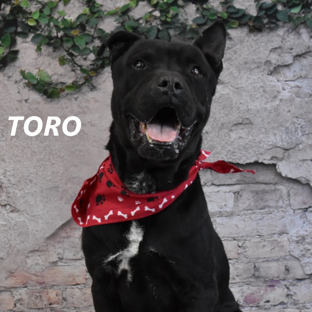 Toro