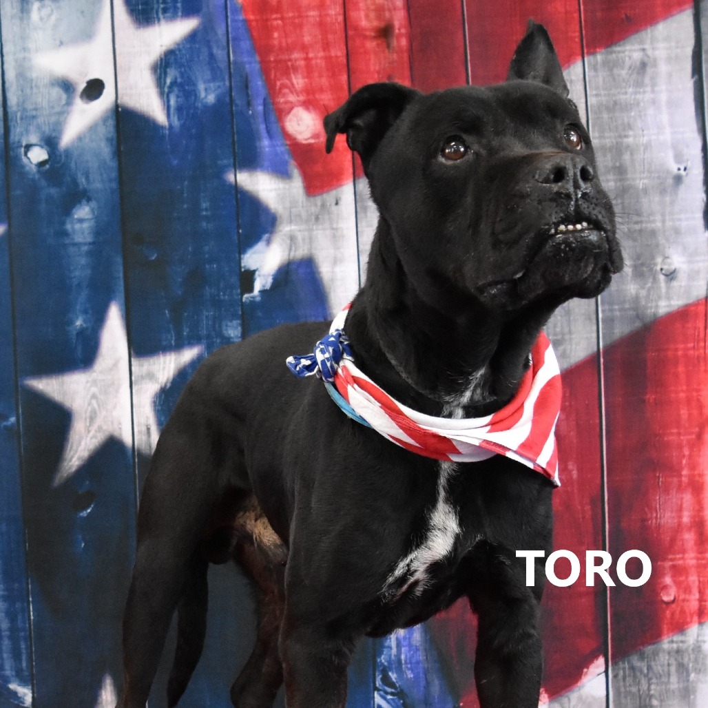 Toro