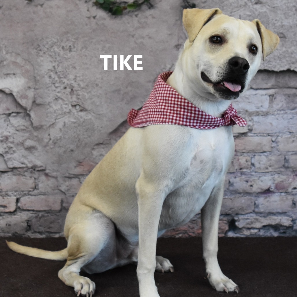 Tike