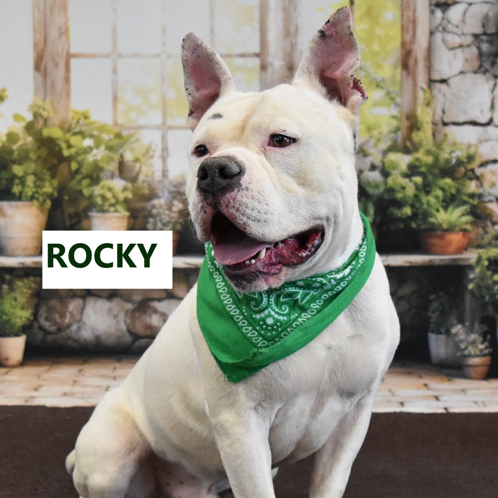 Rocky