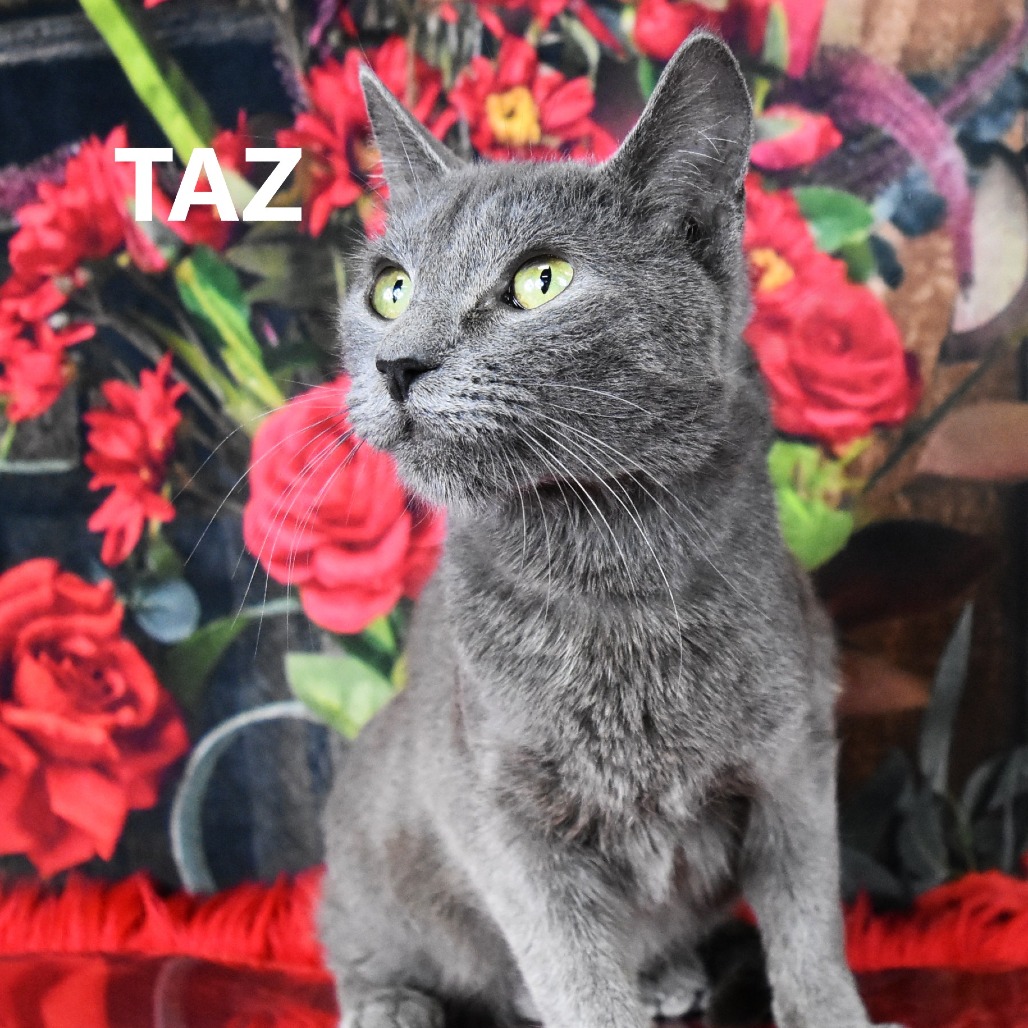 Taz