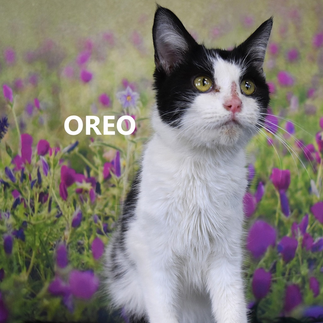 Oreo