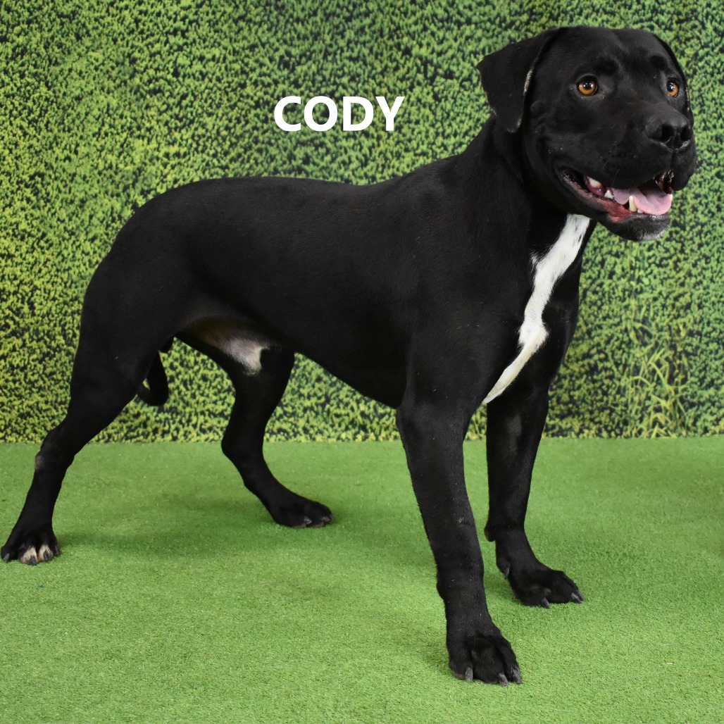 Cody