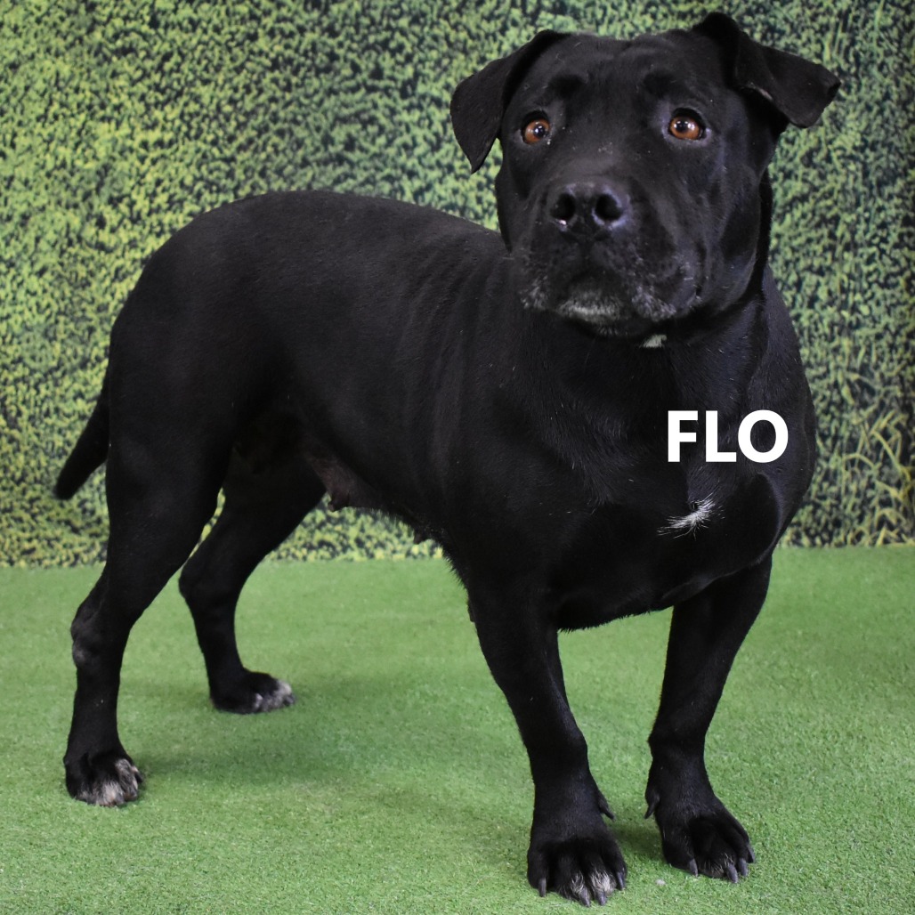Flo