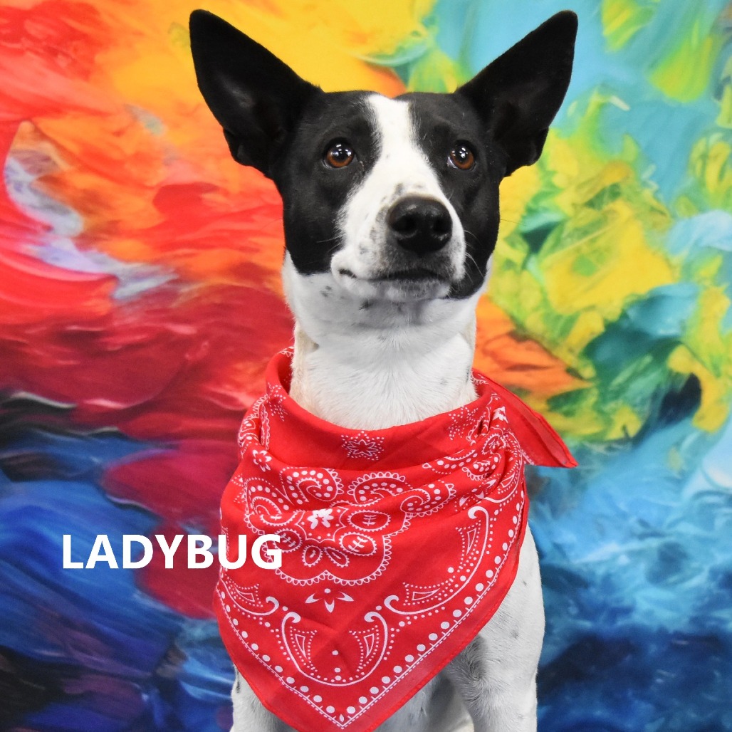 LadyBug