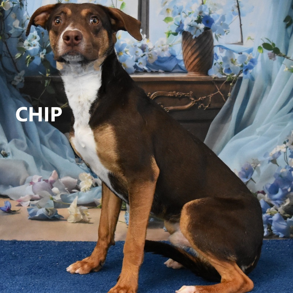 Chip