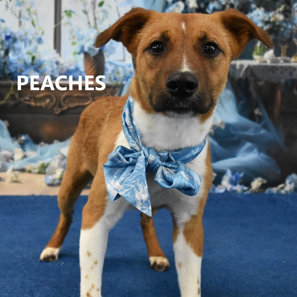Peaches