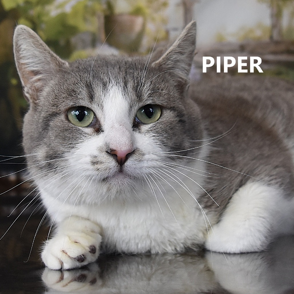 Piper