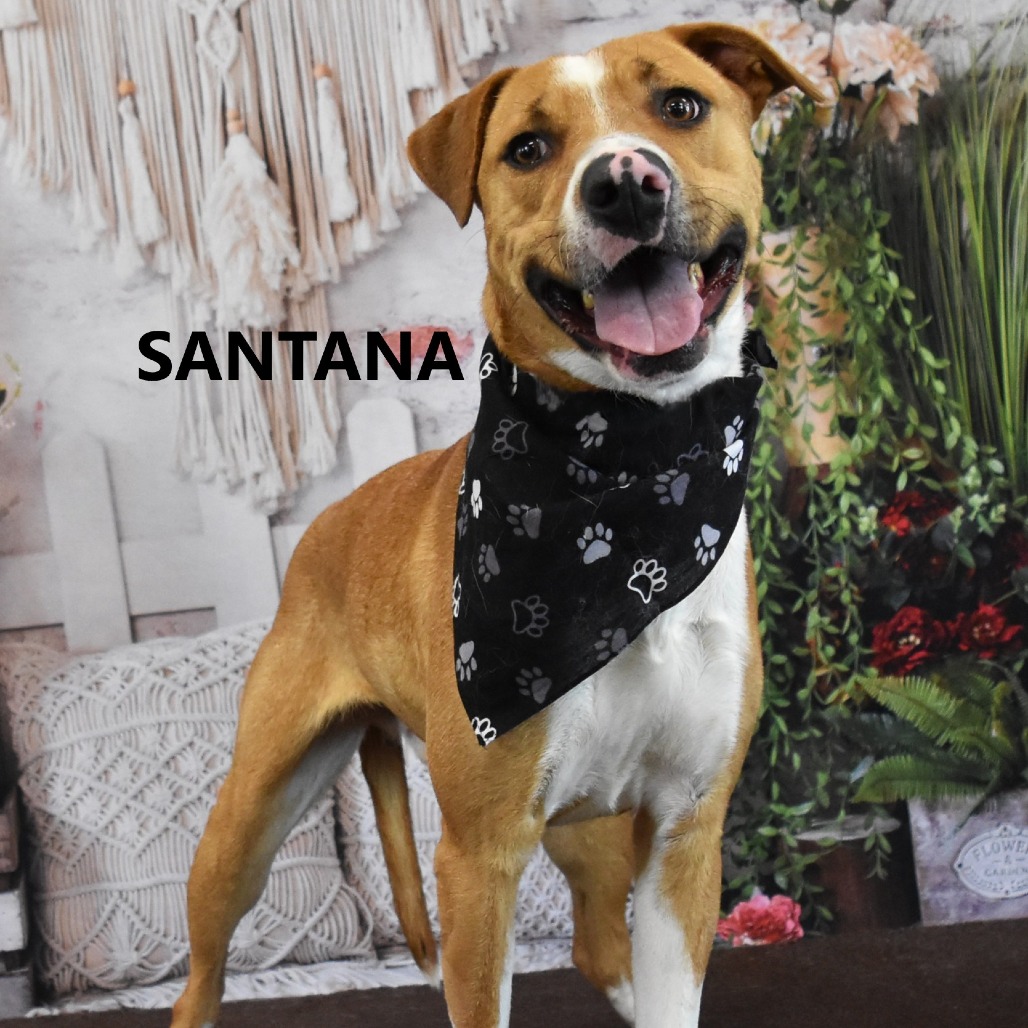 Santana