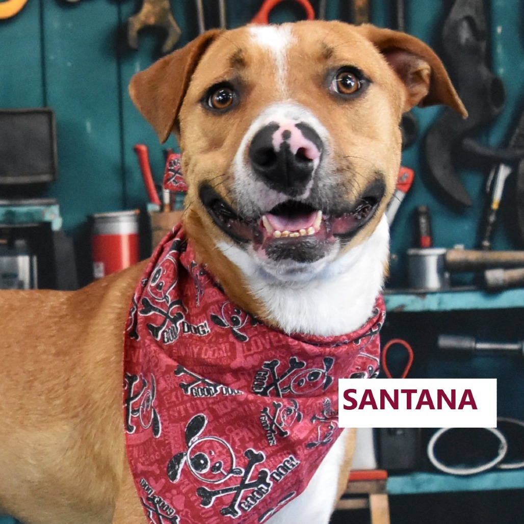 Santana