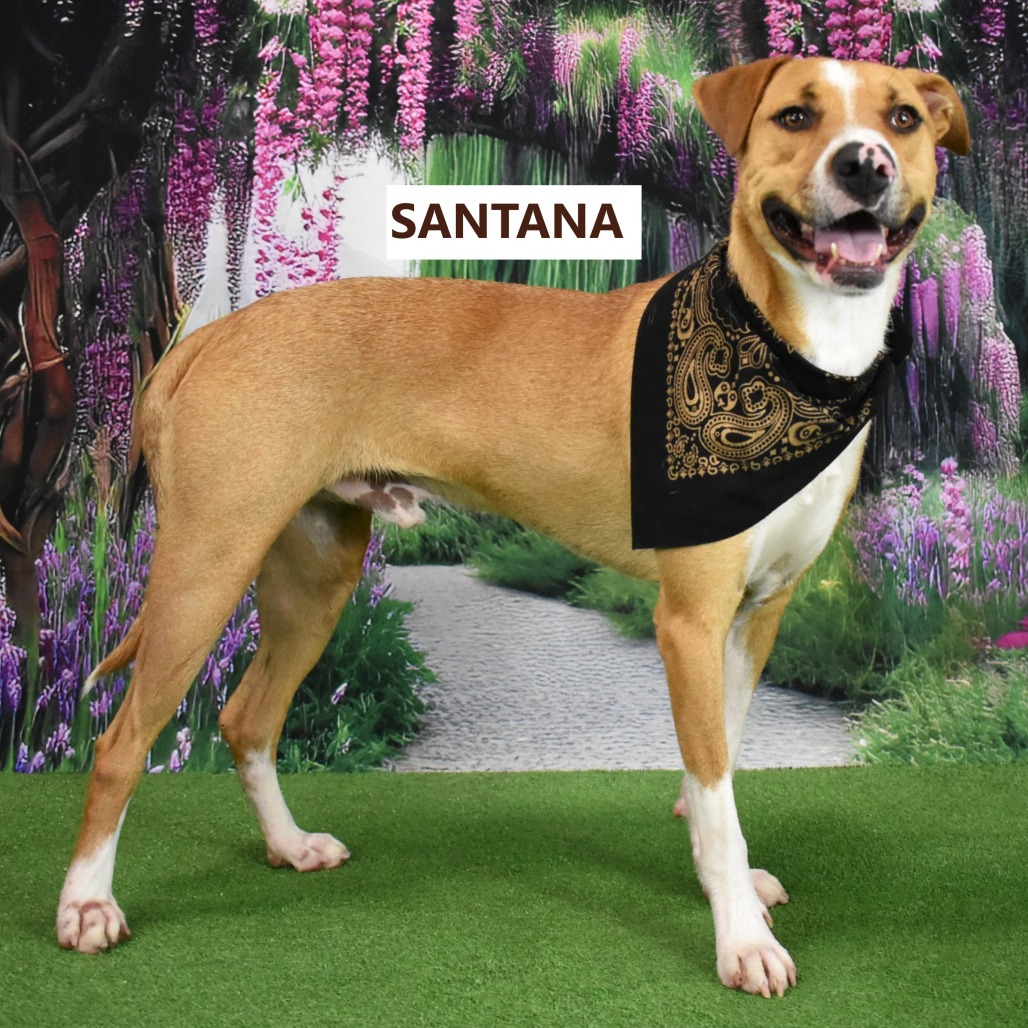 Santana