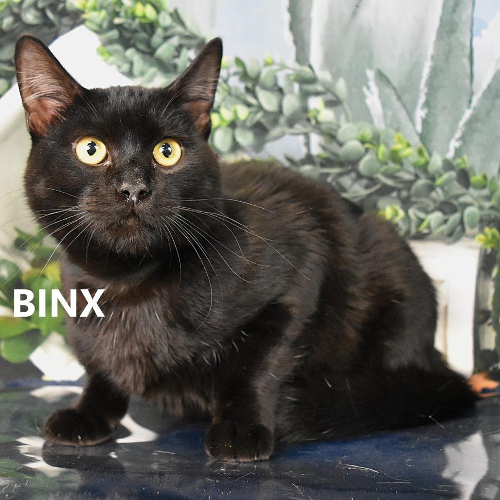 Binx