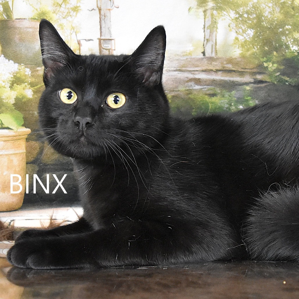 Binx