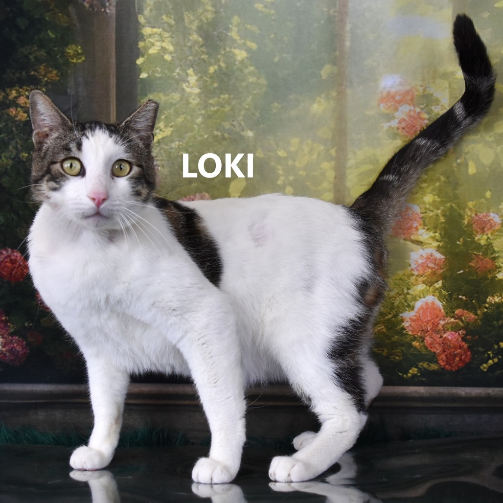 Loki