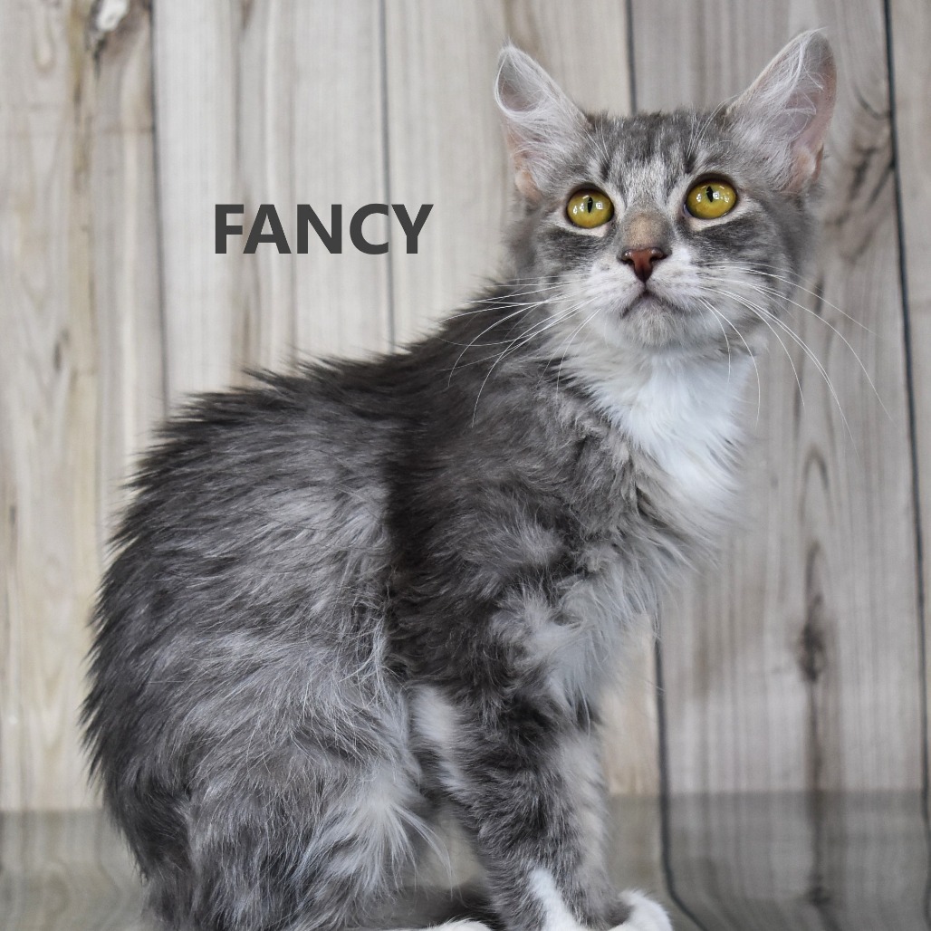 Fancy