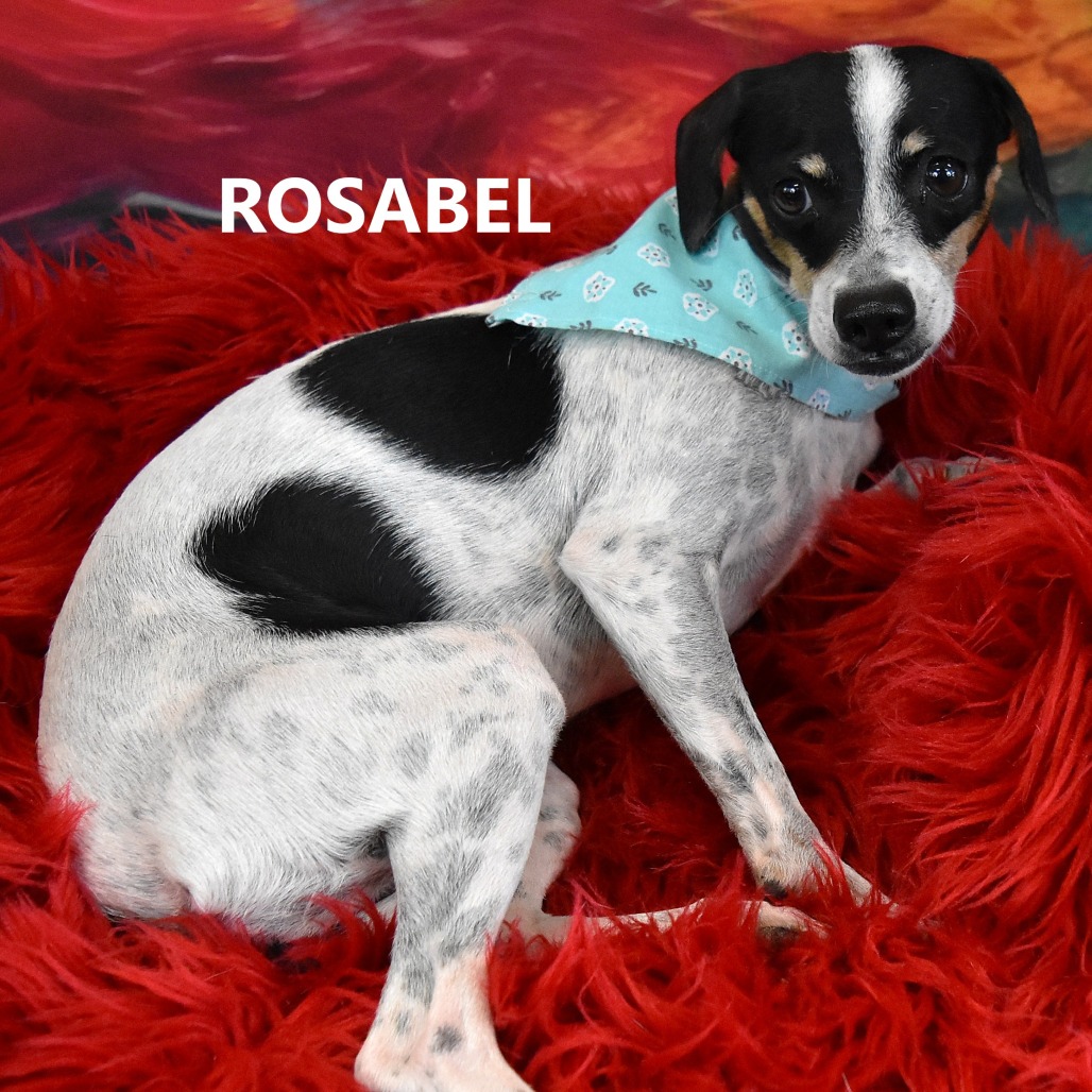 Rosabel