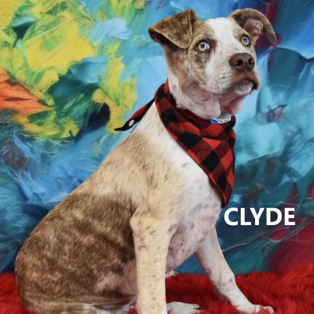 Clyde 