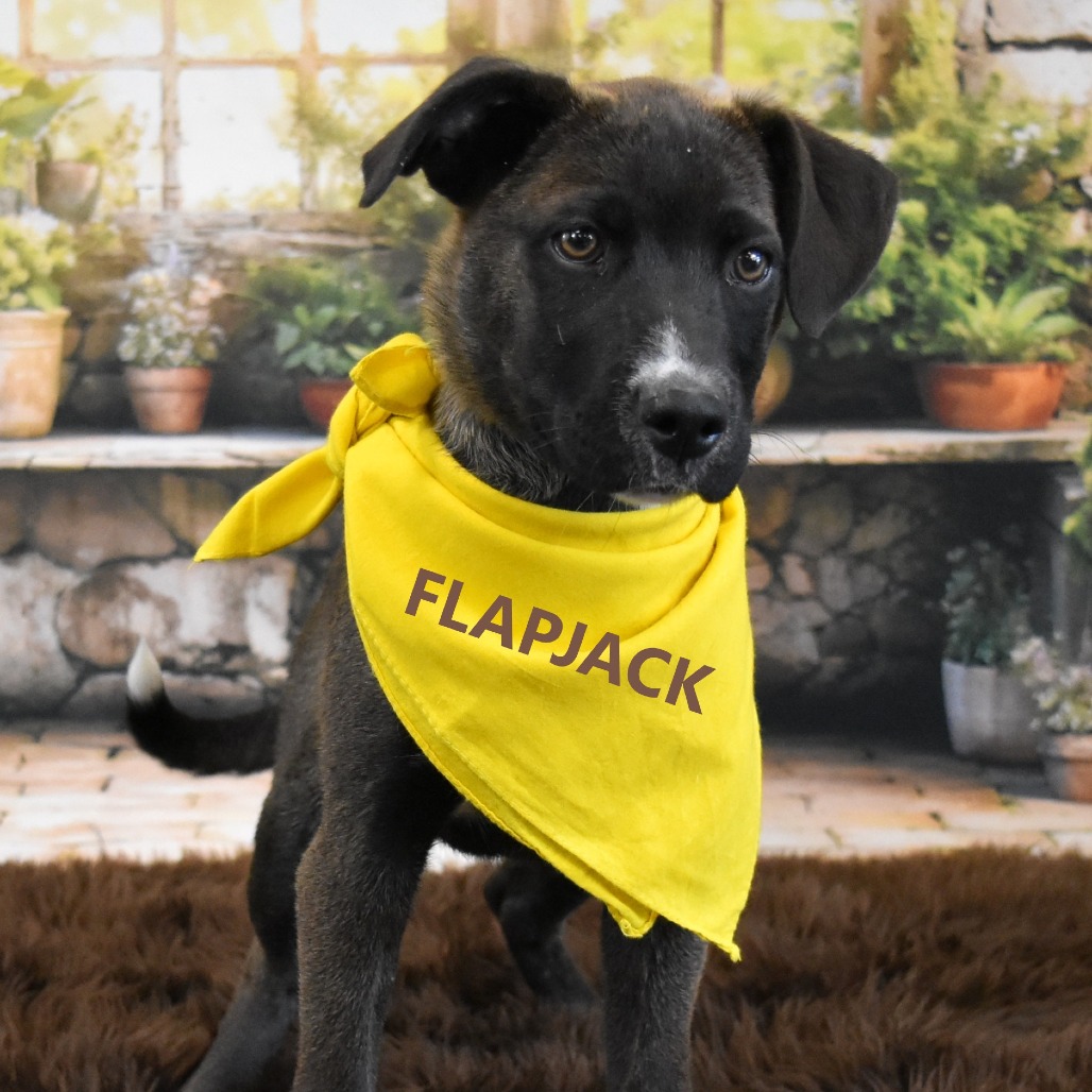 Flapjack
