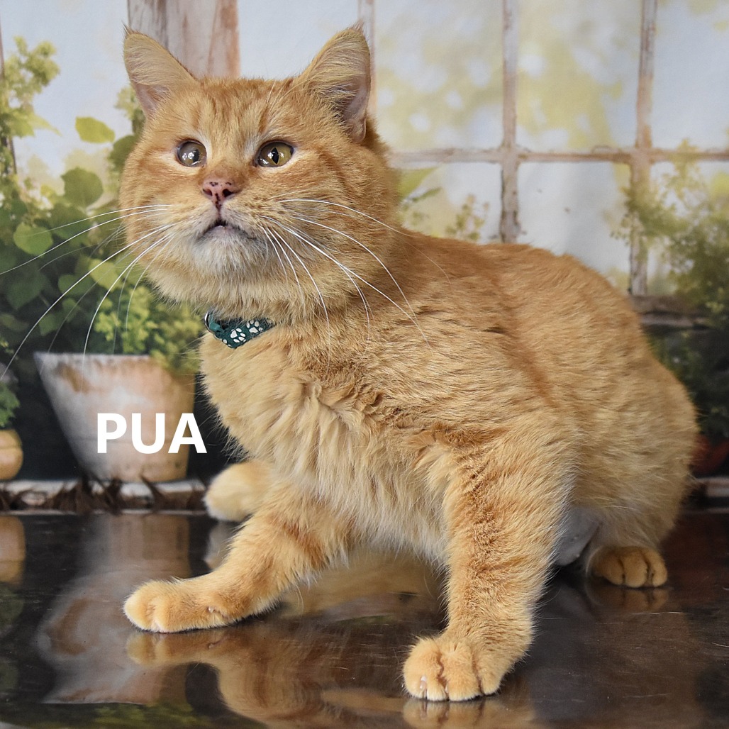 Pua