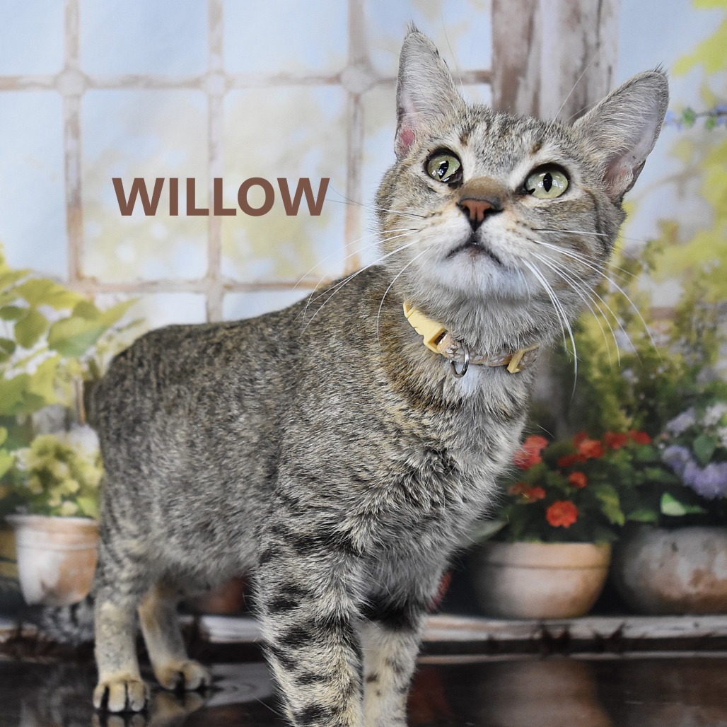 Willow