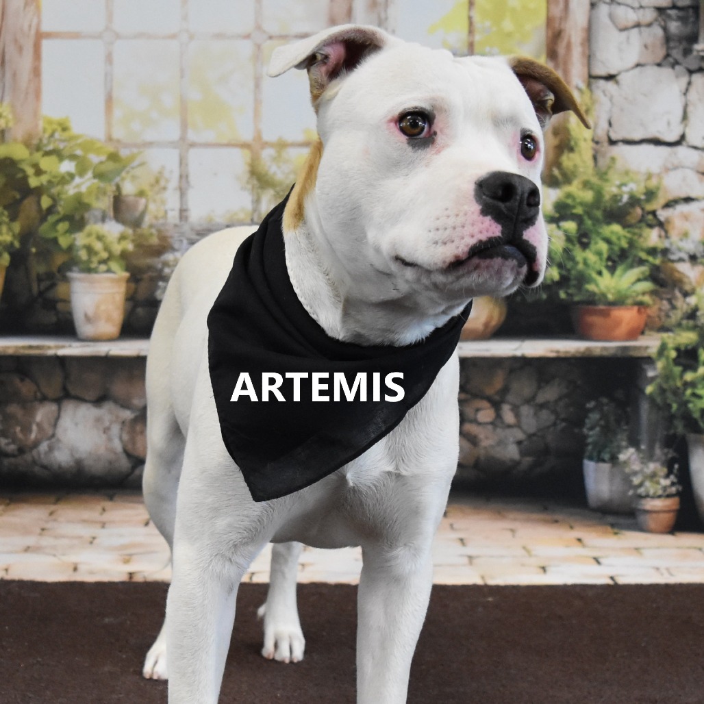 Artemis 