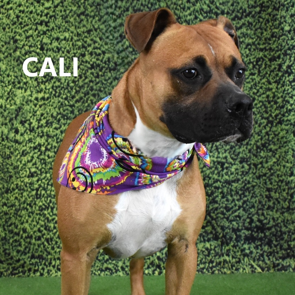 Cali