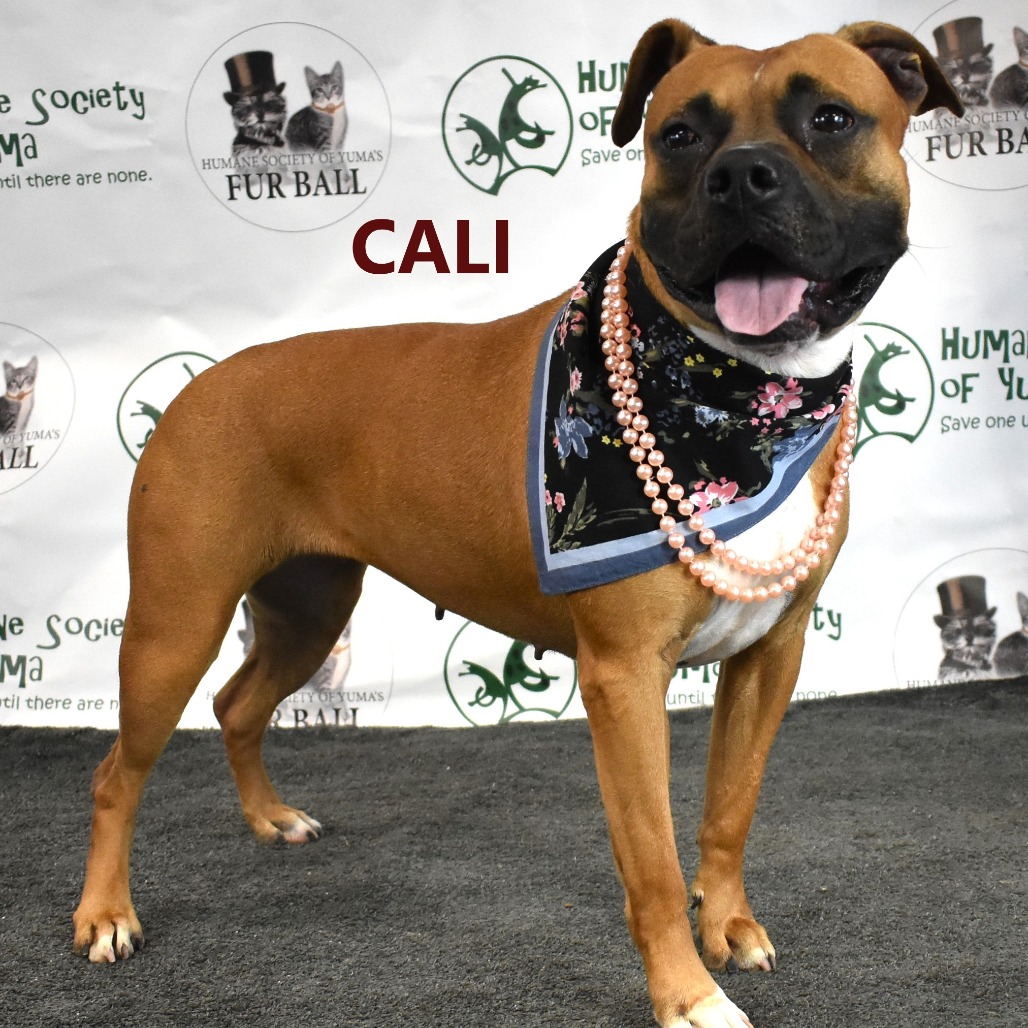Cali
